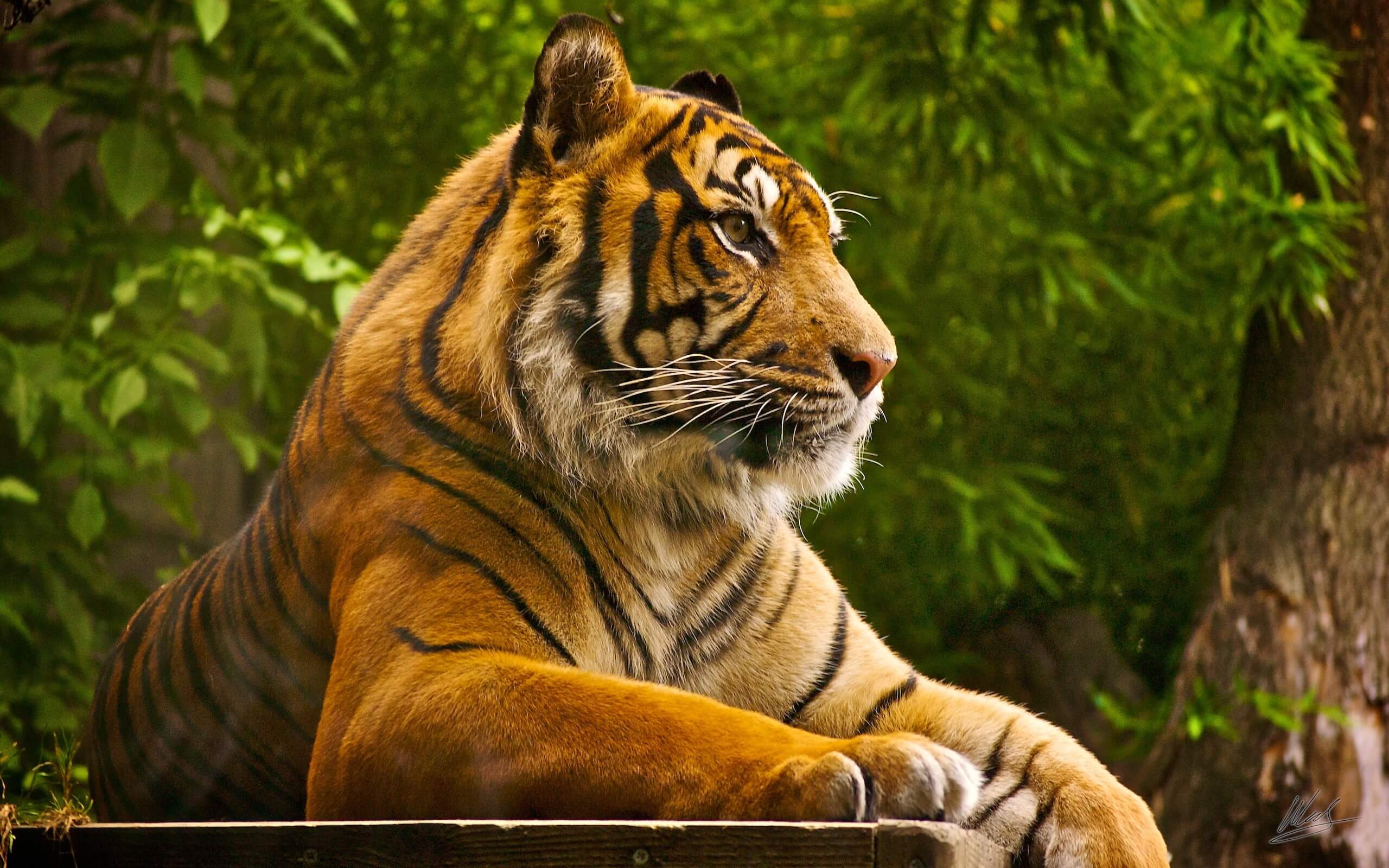 Tiger High Definition Wallpics Net