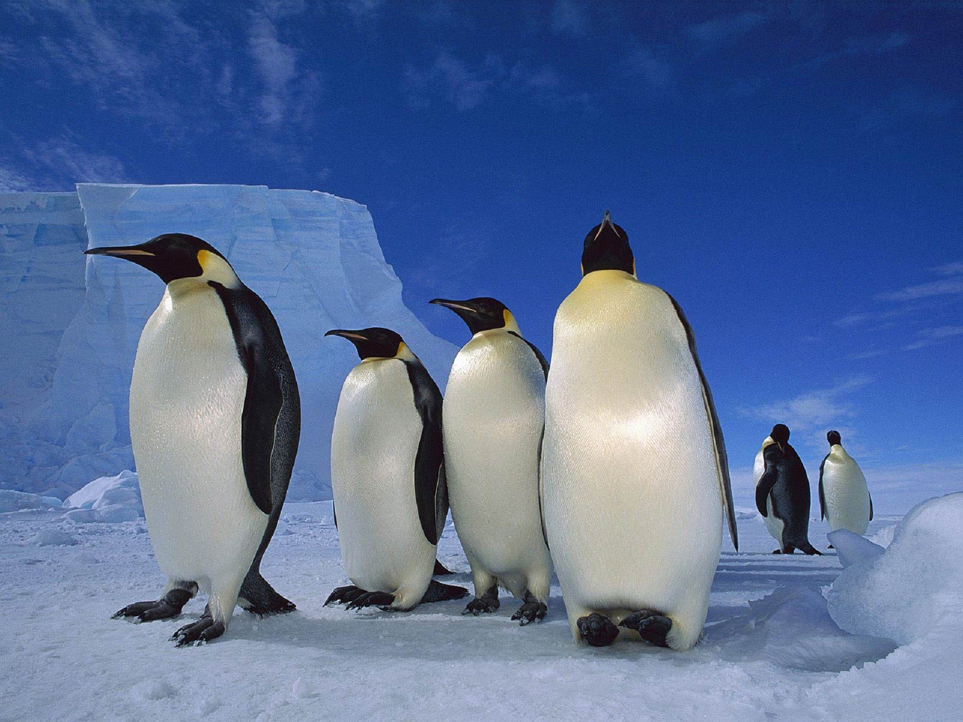 penguin-high-definition-wallpapers-wallpics-net