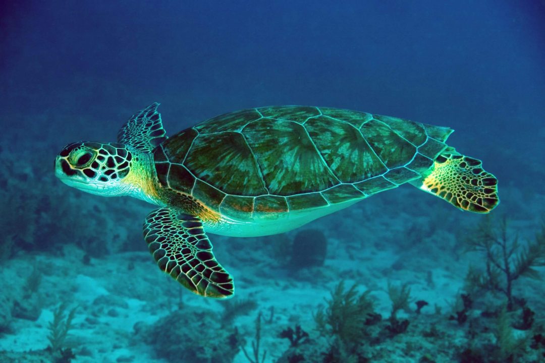 Sea Turtle Computer Wallpapers