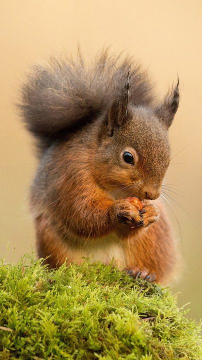 Squirrel images