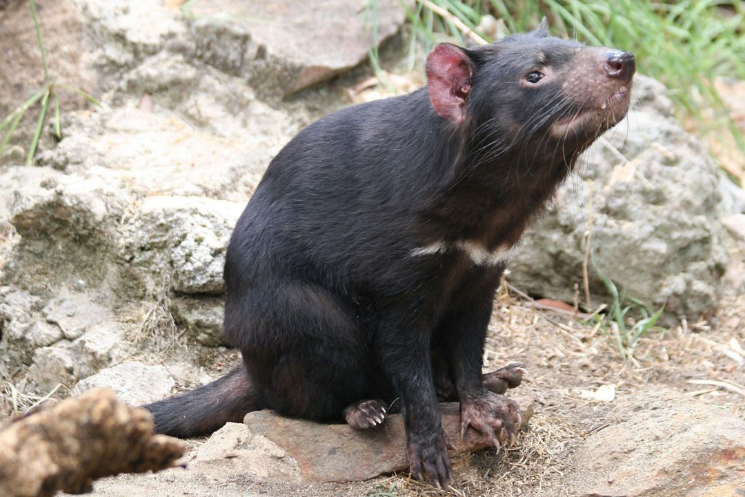 Tasmanian Devil Wallpapers 3