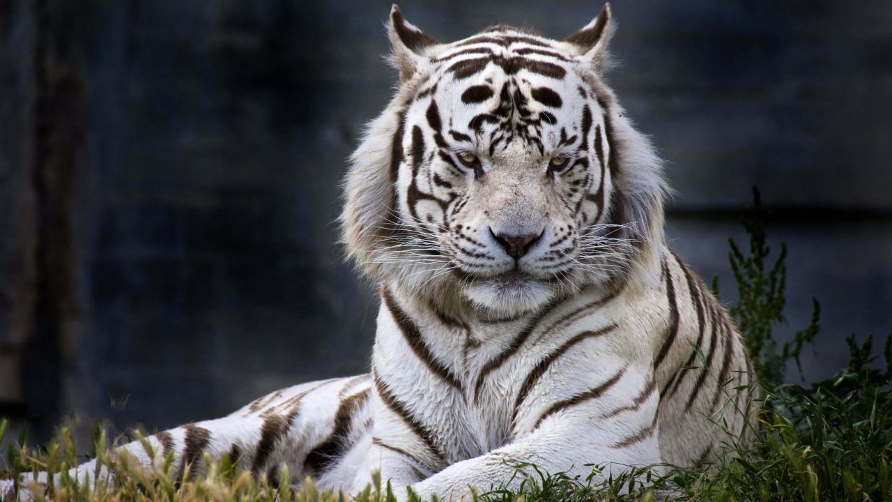 White Tiger Background