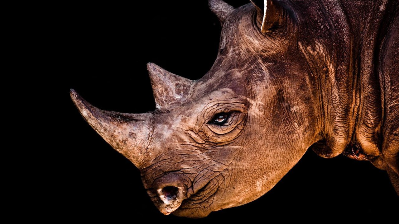 Rhinoceros Background images