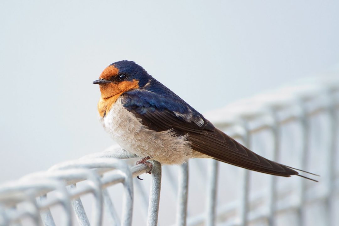 Swallow Photos