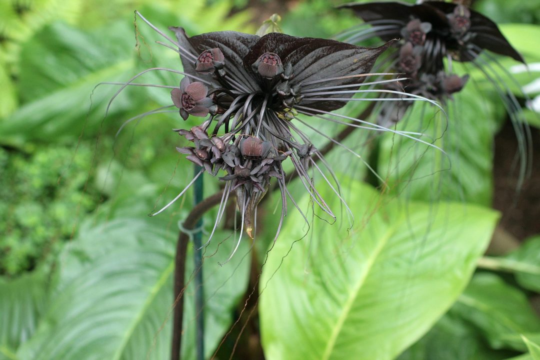 Black Bat Flower HD Wallpapers