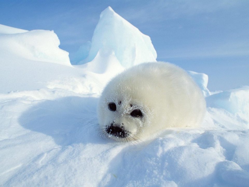 Harp Seal HQ Wallpapers