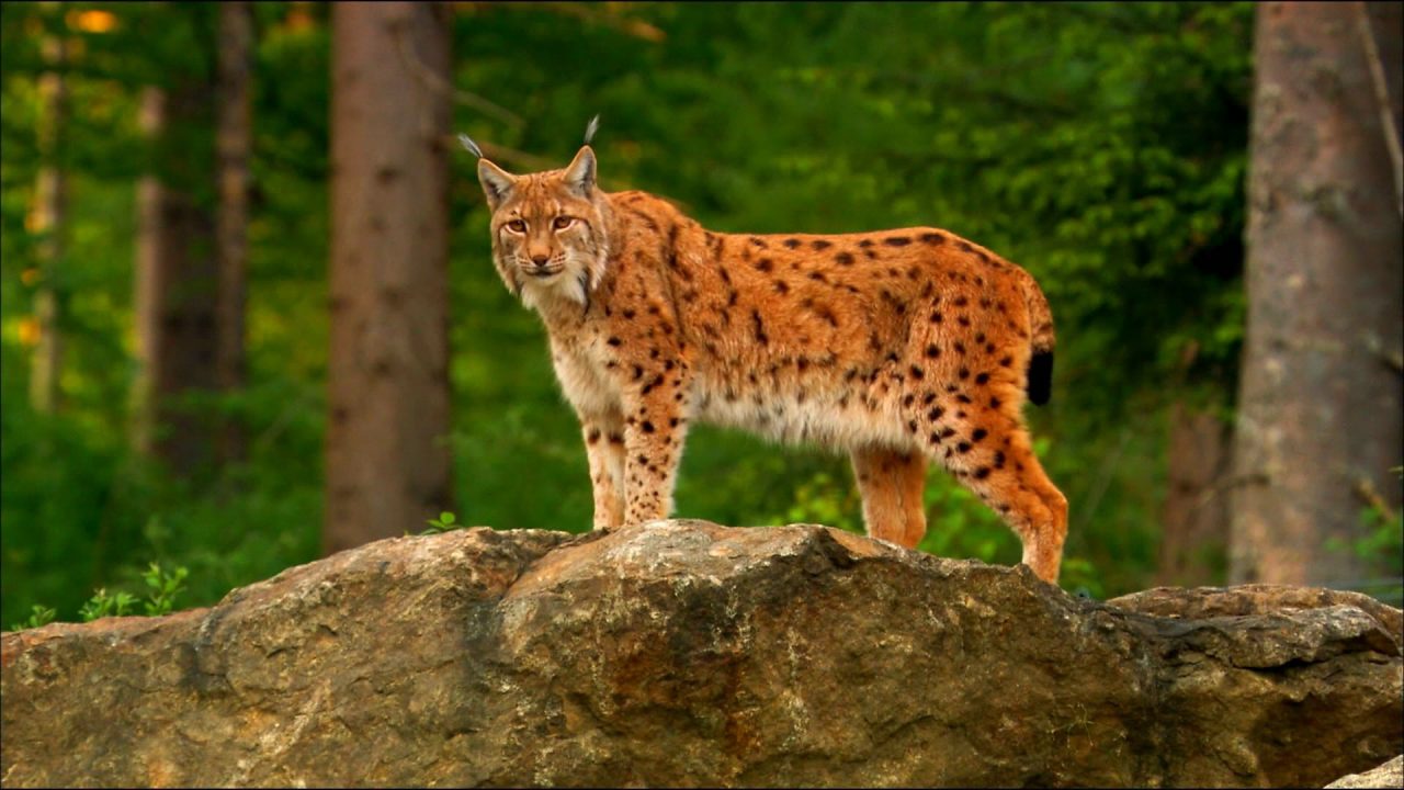 Lynx Pics - Wallpics.Net