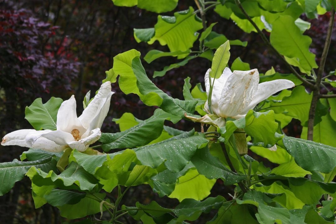 Magnolia Macrophylla Gallery