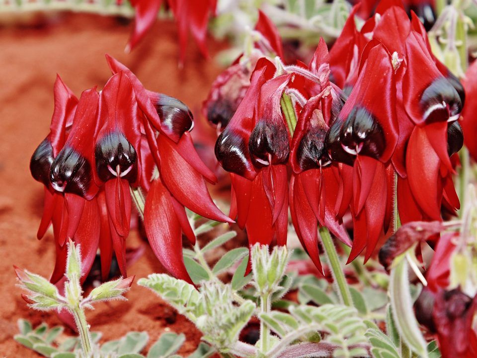 Clianthus