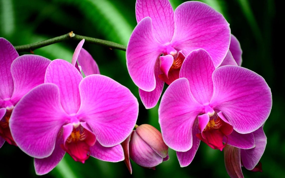 Orchid 4K