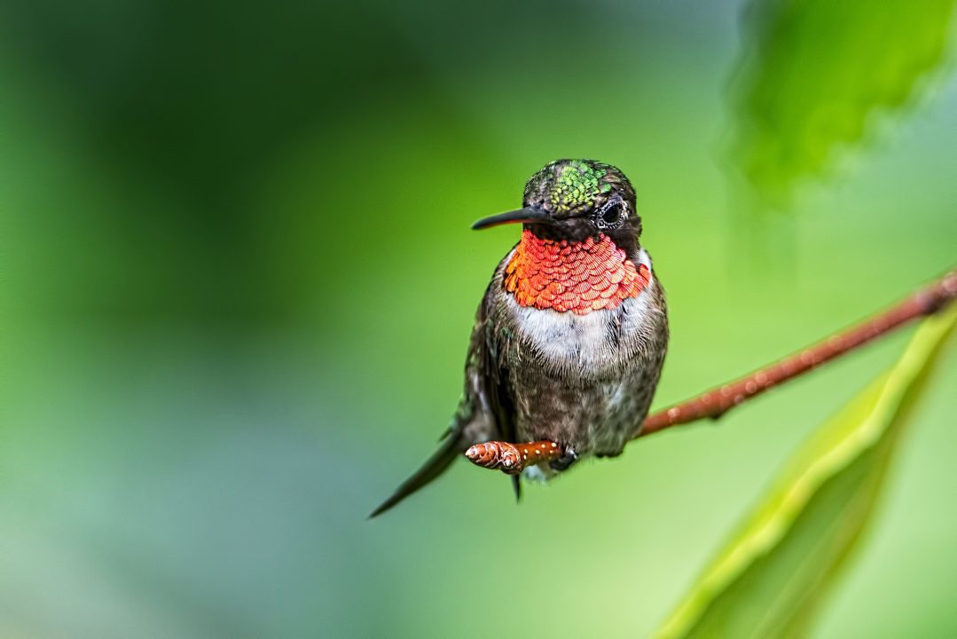 Hummingbird High Definition Wallpapers