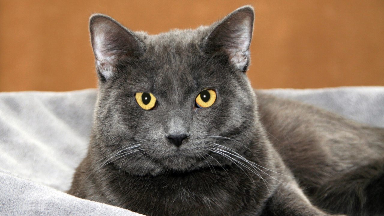 Russian Blue Computer Wallpapers